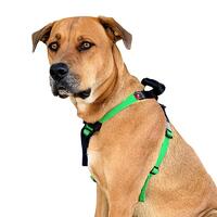 Y-Front Handle / Flyball Harness
