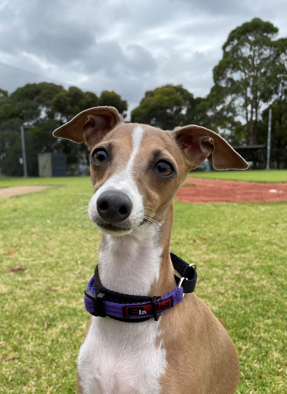 Italian Greyhound Specialized Collar