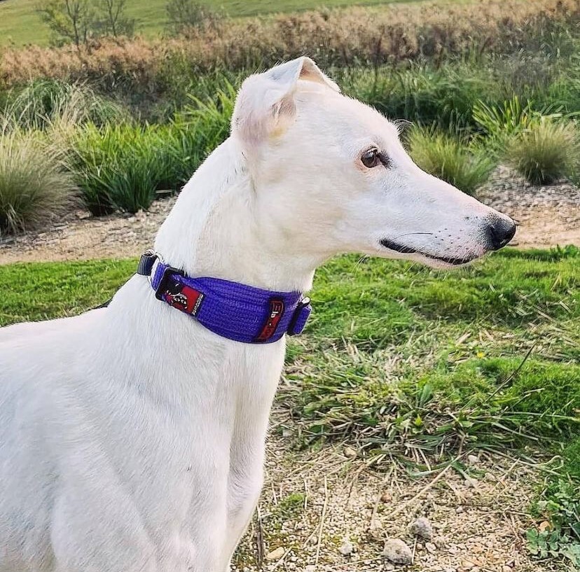 Sighthound dog collars sale