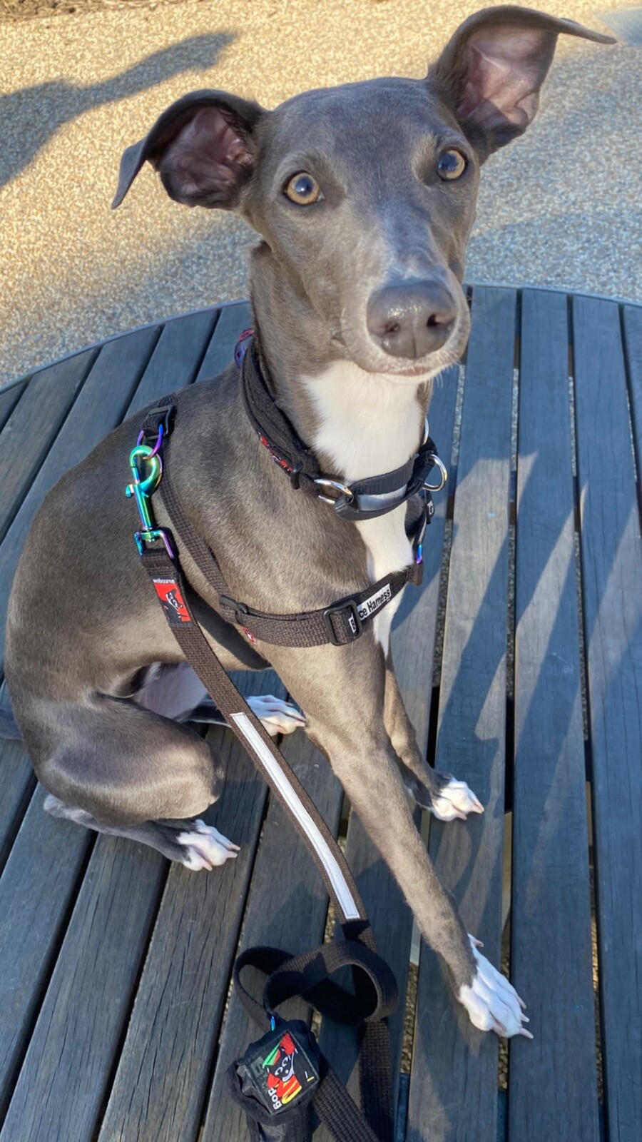 Custom clearance dog leads