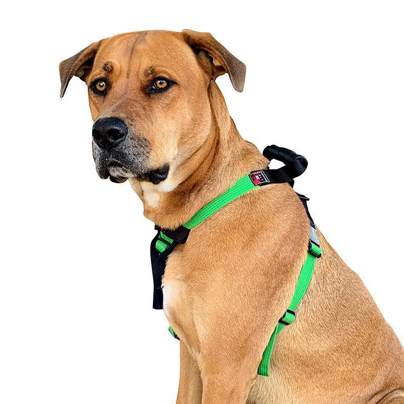 Y-Front Flyball Harness