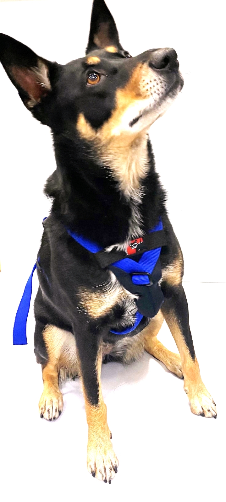 Y-Front Tracking Harness