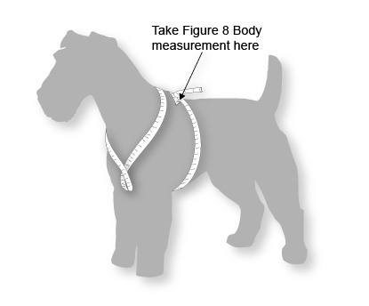 measuredogYfront