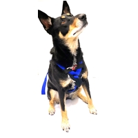 Y-Front Tracking Harness - Small & Regular