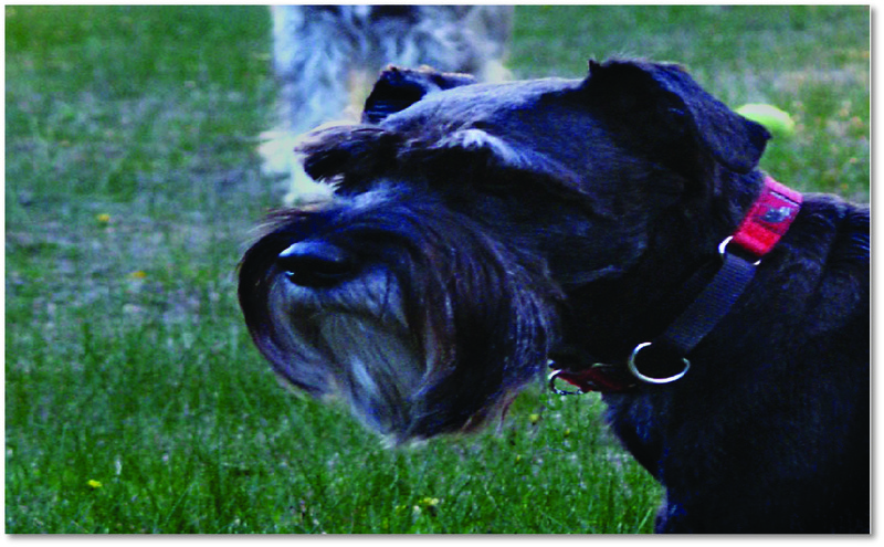 About Black Dog image